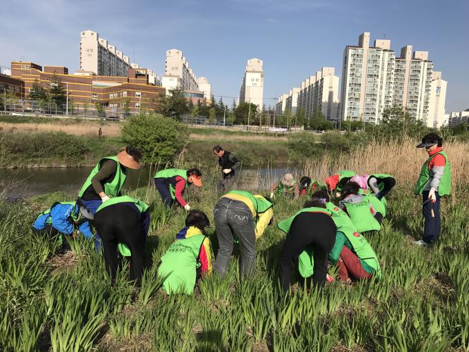 전북 - '메디체크 건강 환경 가꾸기' 노랑붓꽃 식재지 환경정화 실시 사진